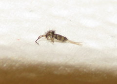 Entomobryoidea