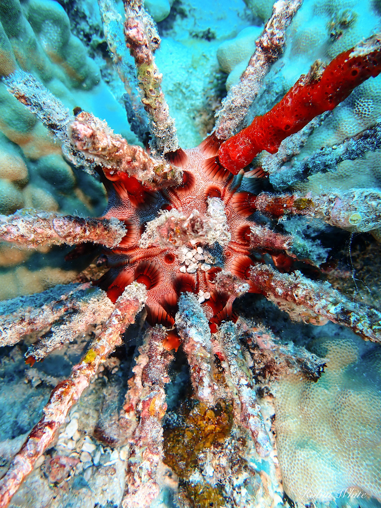 blade-tipped tiara-urchin