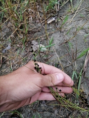 Sharp-flowered Rush (Juncus acutiflorus)