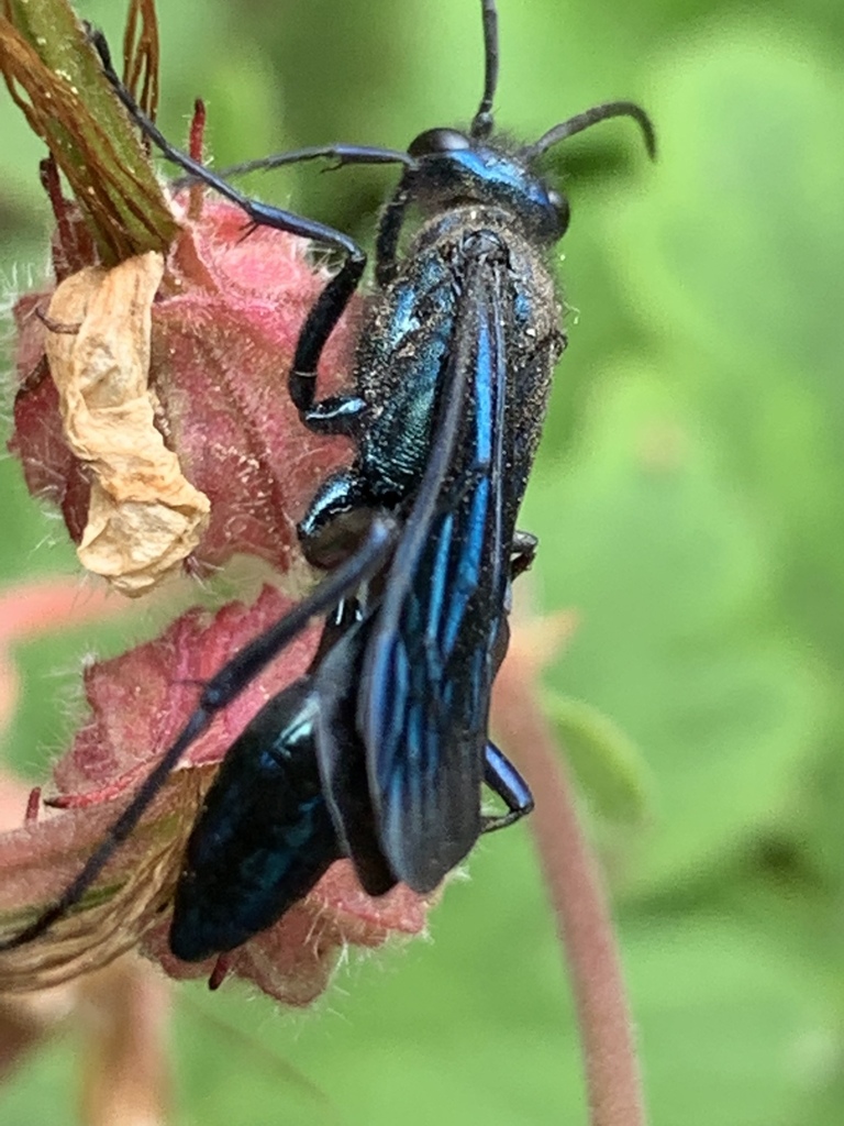 Blue mud dauber (Chalybion californicum)