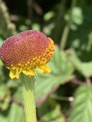 Helenium puberulum