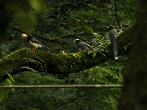 Red-billed Blue Magpie (Urocissa erythroryncha), photo 9