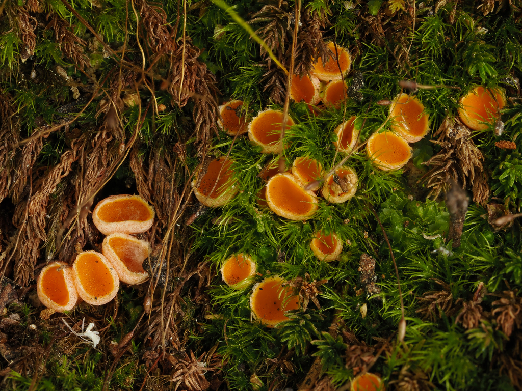 Neottiella