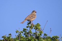 Emberiza caesia