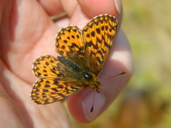 Boloria freija