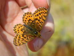 Boloria freija