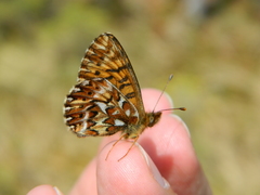 Boloria freija
