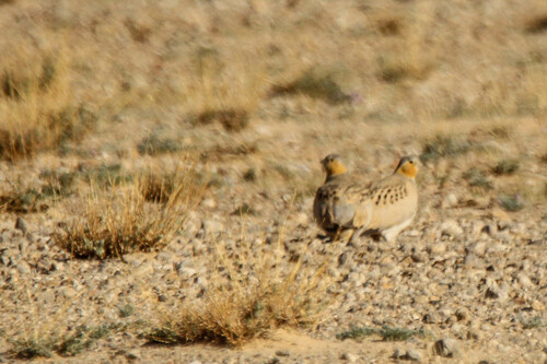 Tibetan Sandgrouse (Syrrhaptes tibetanus), photo 10