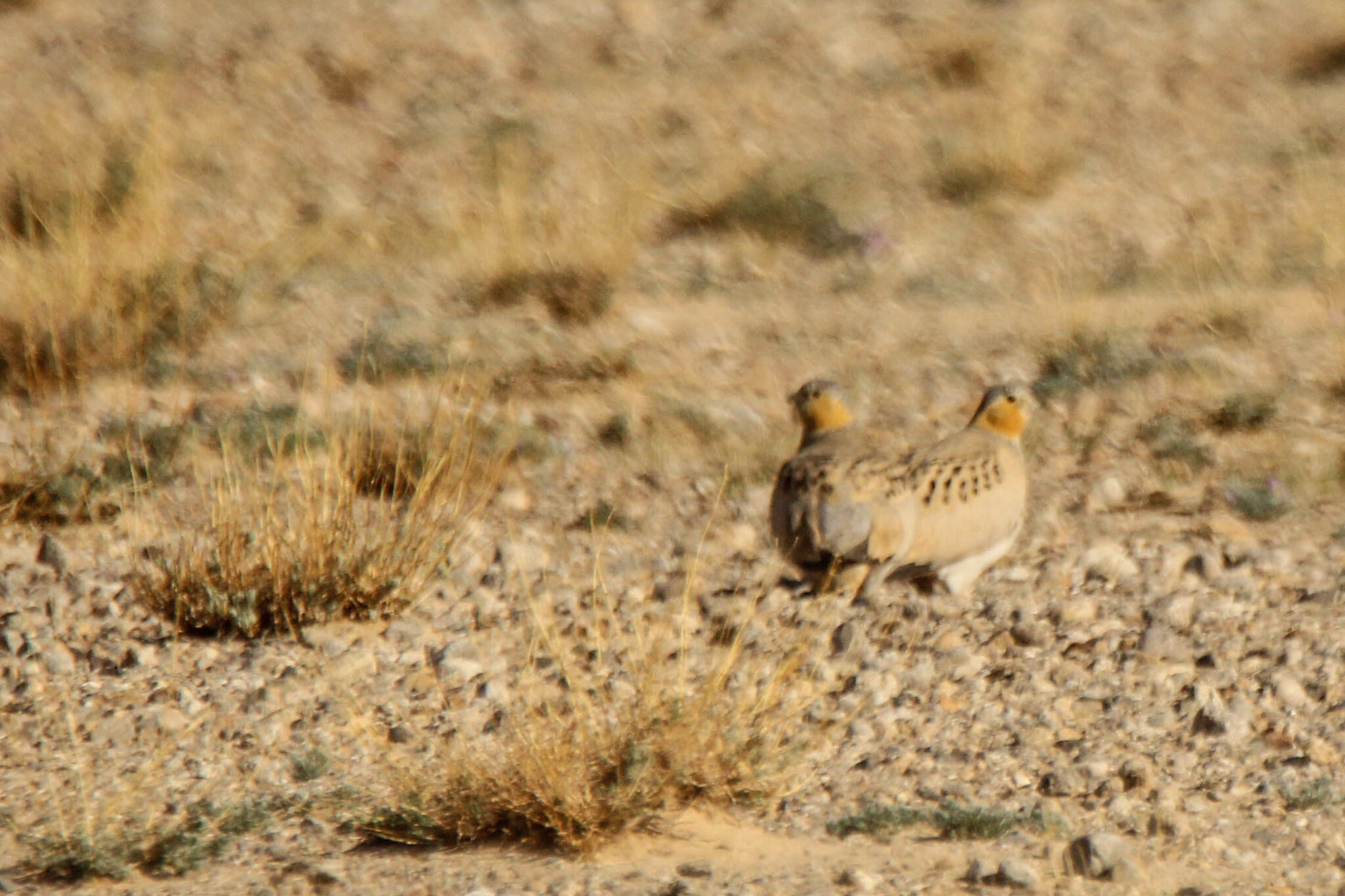 Tibetan Sandgrouse (Syrrhaptes tibetanus), photo 10