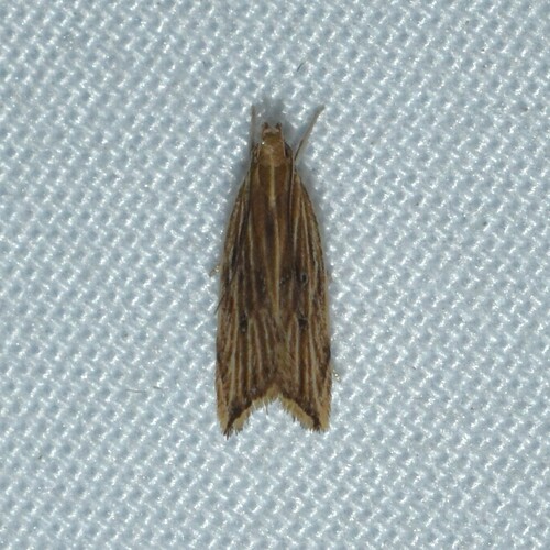 Lanceolate Moth photo 2