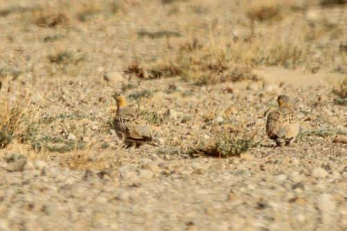 Tibetan Sandgrouse (Syrrhaptes tibetanus), photo 9