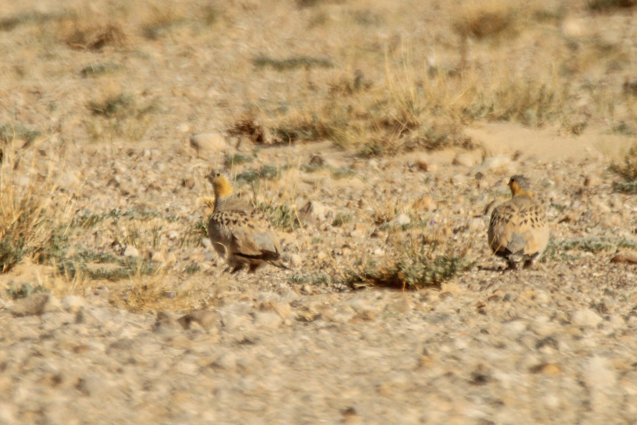 Tibetan Sandgrouse (Syrrhaptes tibetanus), photo 9