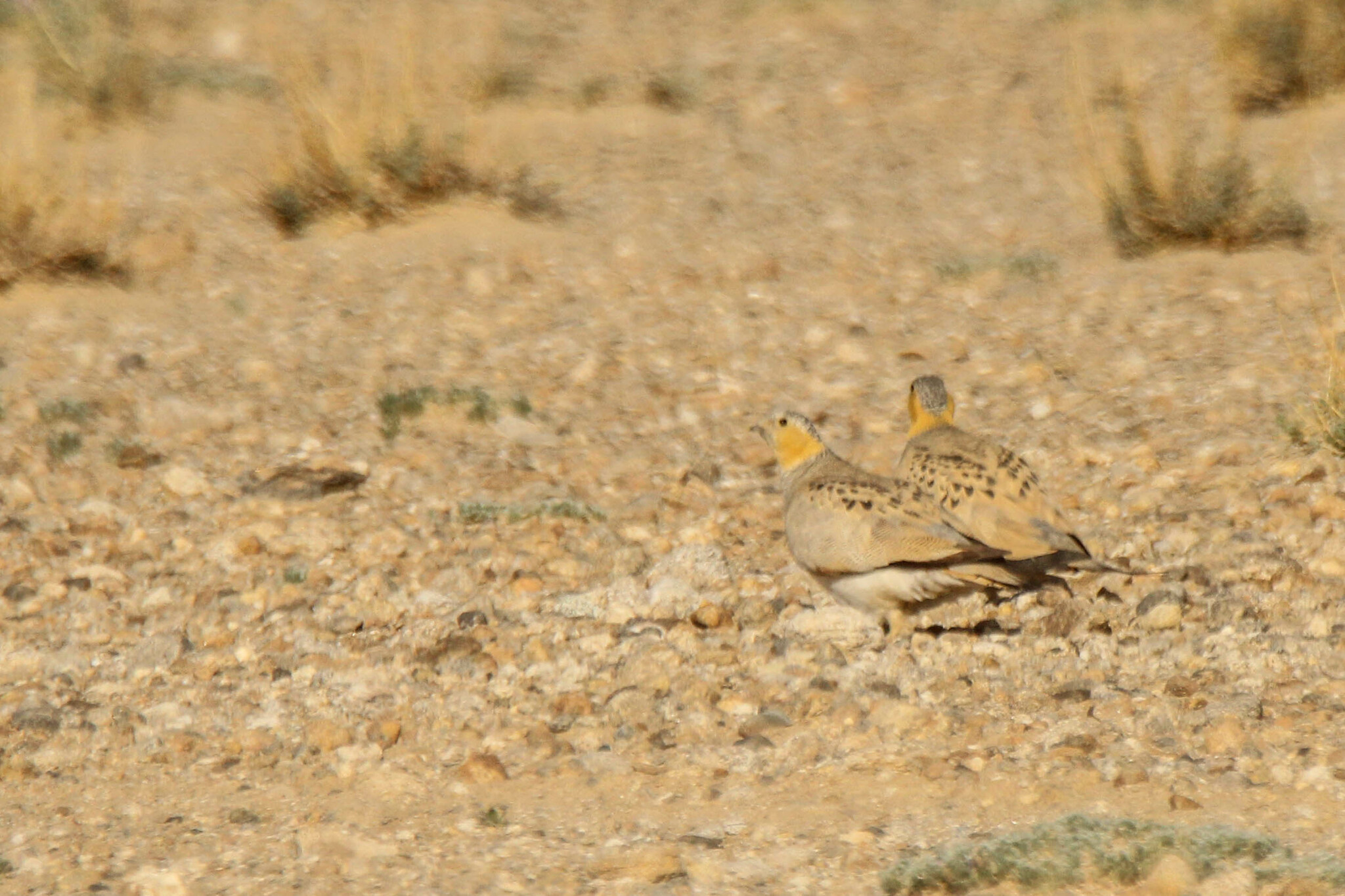 Tibetan Sandgrouse (Syrrhaptes tibetanus), photo 4