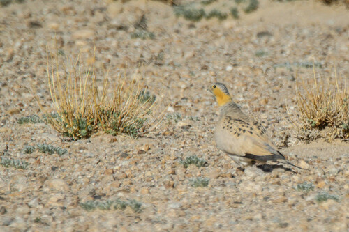 Tibetan Sandgrouse (Syrrhaptes tibetanus), photo 3
