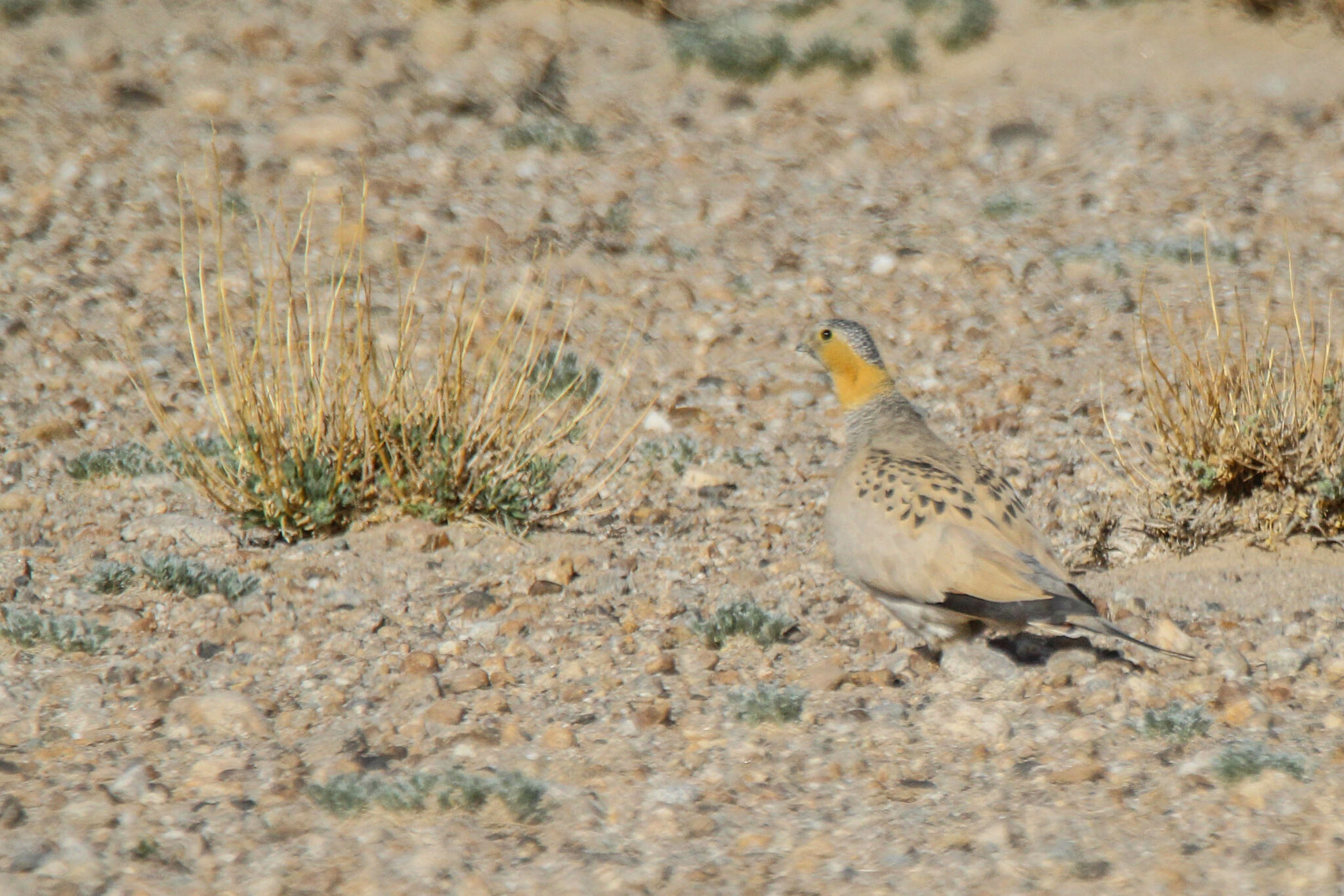 Tibetan Sandgrouse (Syrrhaptes tibetanus), photo 3