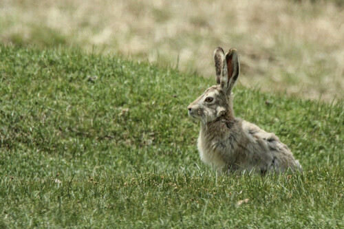Desert Hare (Lepus tibetanus) — Least Concern Mammalia