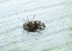 Stenopsocidae