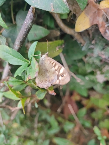 Pararge aegeria