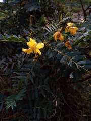 Senna aymara