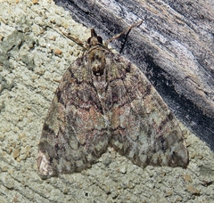 Hydriomena transfigurata