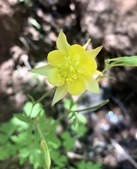 Aquilegia chrysantha