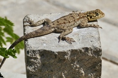 Agama dodomae