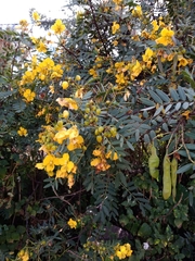Senna aymara
