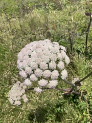 Angelica hendersonii