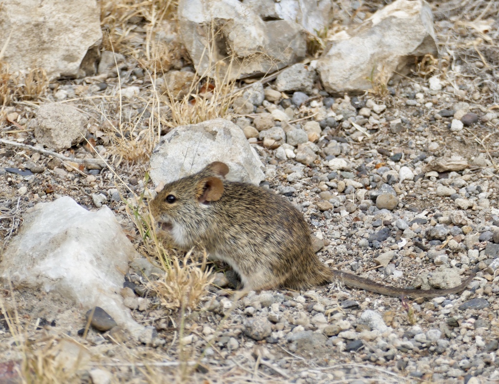 African Arvicanthis