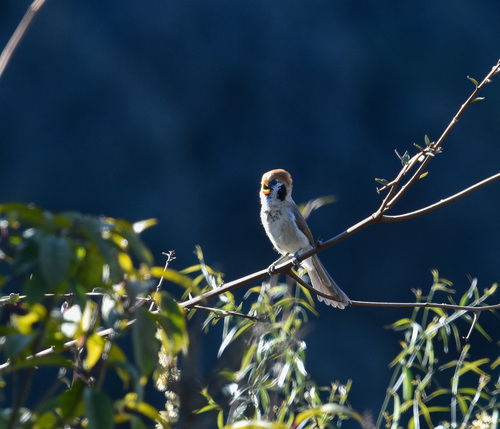 Spot-breasted Parrotbill (Paradoxornis guttaticollis), photo 6