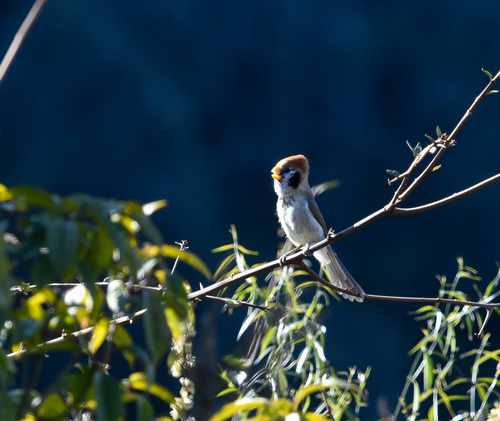 Spot-breasted Parrotbill (Paradoxornis guttaticollis), photo 5