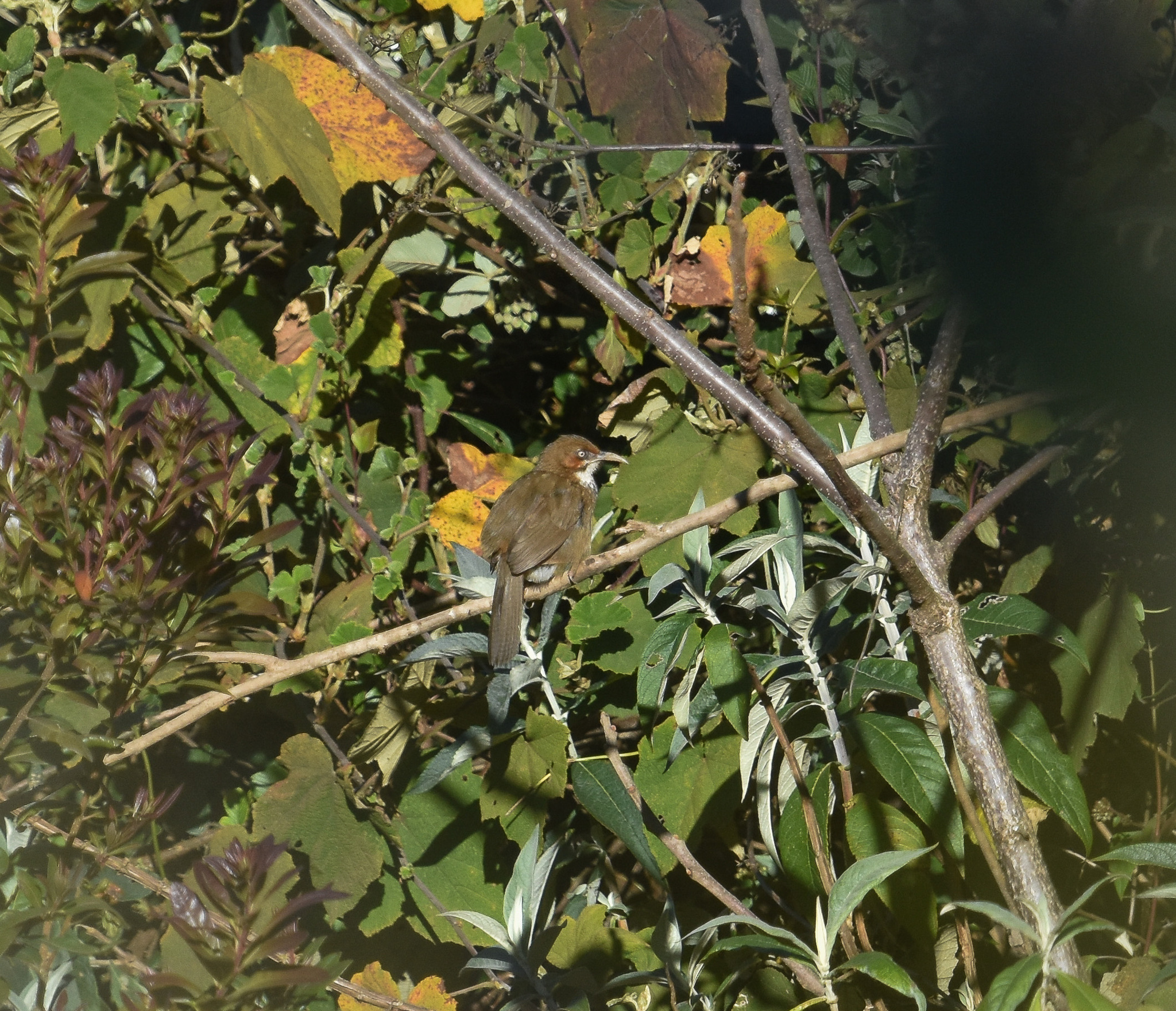 Spot-breasted Scimitar-Babbler (Erythrogenys mcclellandi)