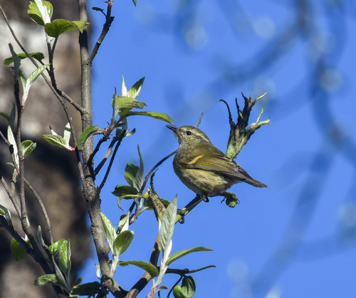 Buff-barred Warbler (Phylloscopus pulcher), photo 7