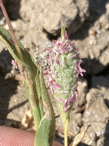 Image of Neostapfia colusana by (c) Adam J. Searcy, some rights reserved (CC BY)