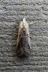 Acrobasis tumidulella