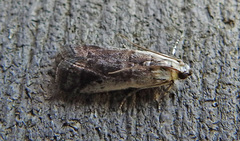 Acrobasis tumidulella