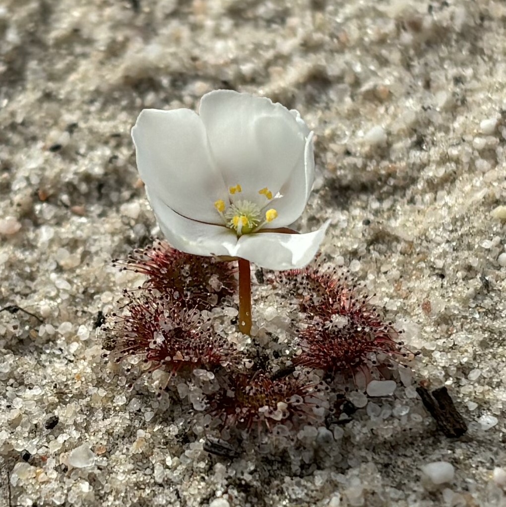Drosera aberrans (Lowrie & Carlquist) Lowrie & Conran 2