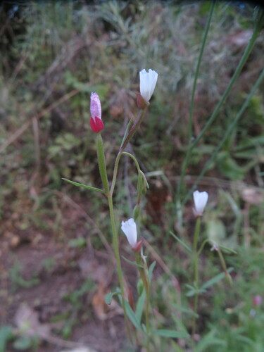 Image of Clarkia epilobioides by no rights reserved