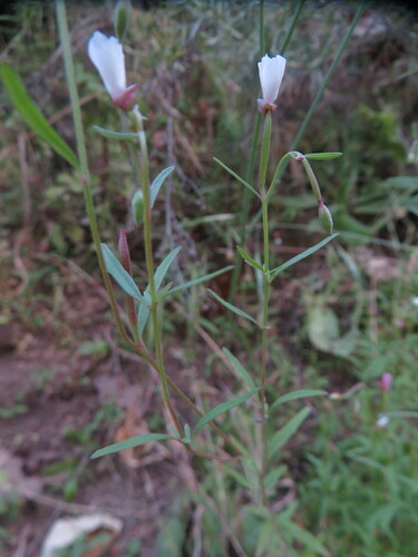 Image of Clarkia epilobioides by no rights reserved
