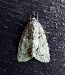 Acronicta retardata