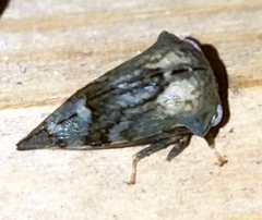 Telamonini