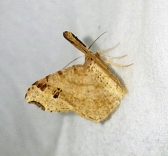 Macaria bicolorata