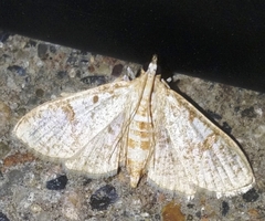 Palpita freemanalis