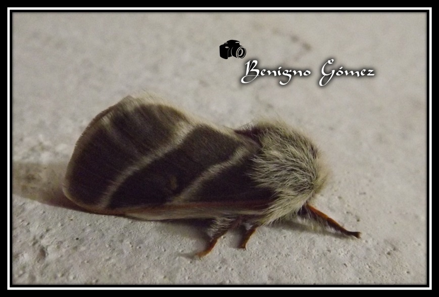 Hemileuca numa