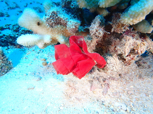 Hexabranchus sanguineus, 2024-08-11