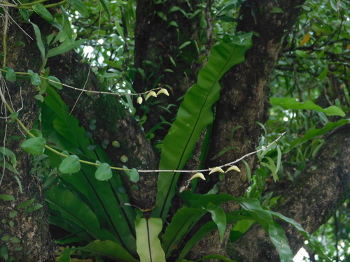Pigeon orchid (Dendrobium crumenatum)