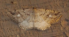 Homochlodes lactispargaria