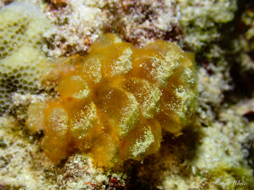 Gibsmithia hawaiiensis observed 2024-06-22