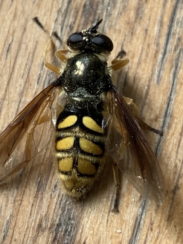 Spotted Wood Fly photo 2