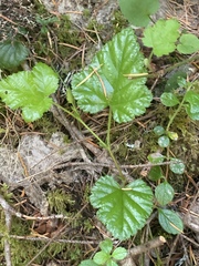 Rubus nivalis